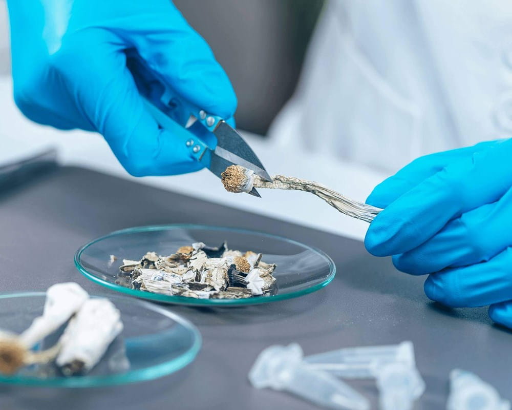 Study Psilocybin